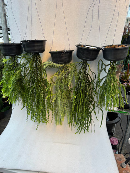 Huperzia Goebelii (Pre-Order)