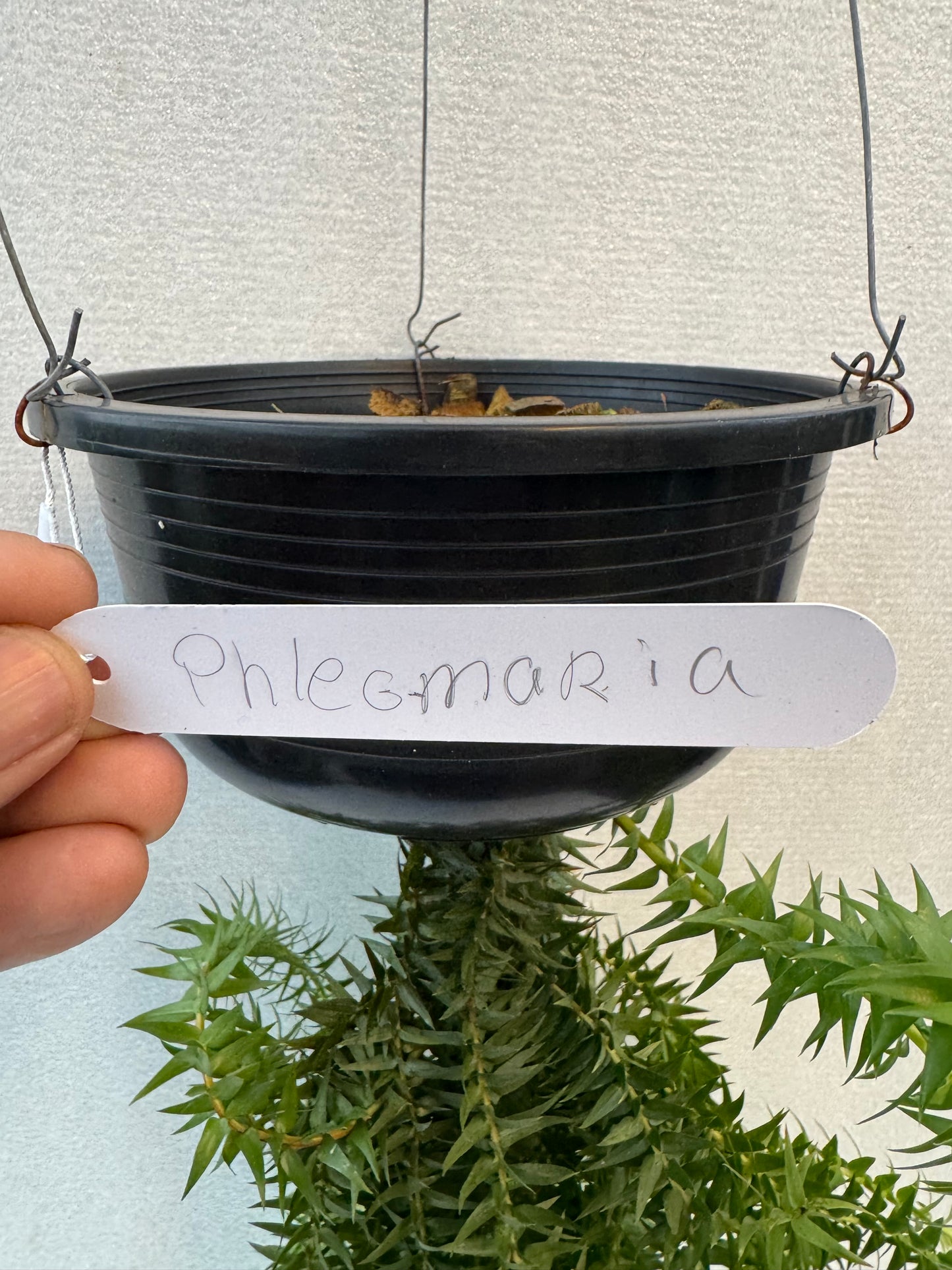 Huperzia Phlegmaria (Pre-Order)