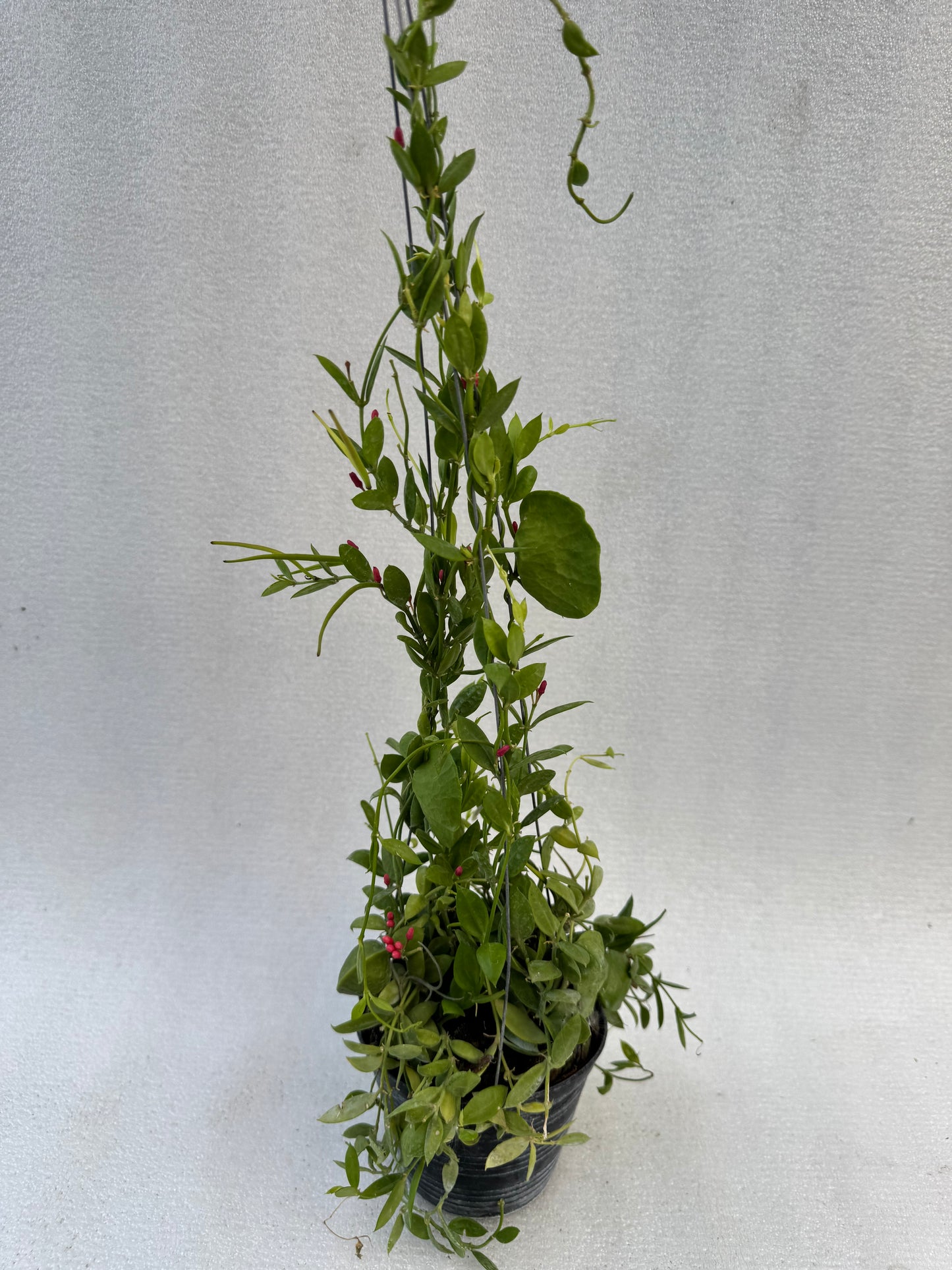 Dischidia Ant Plant  (Pre-Order)