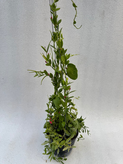 Dischidia Ant Plant  (Pre-Order)