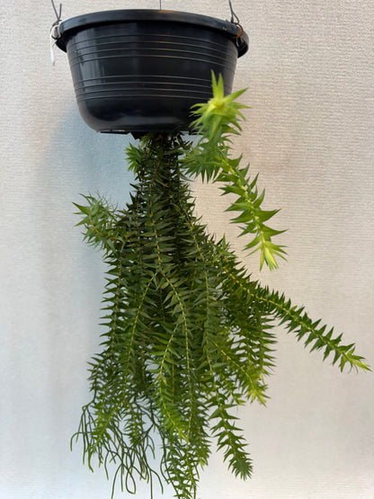 Huperzia Phlegmaria (Pre-Order)