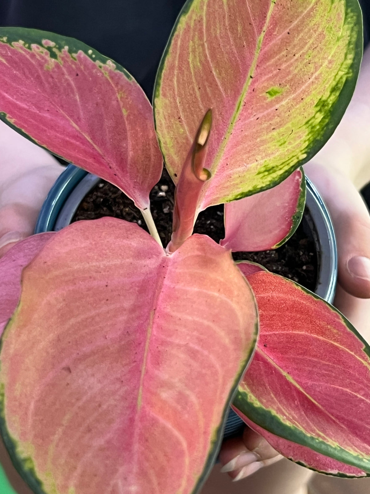 Aglaonema Pink Valentine