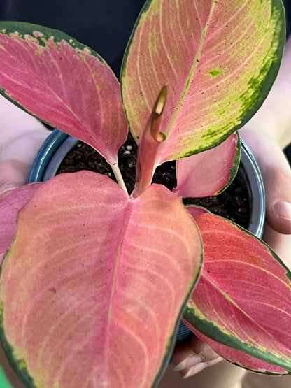 Aglaonema Pink Valentine