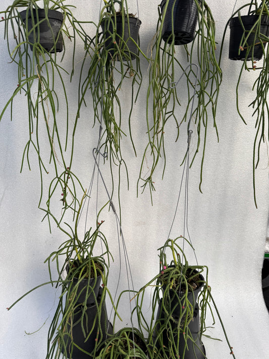 Rhipsalis Baccifera White Pearl (Pre-Order)