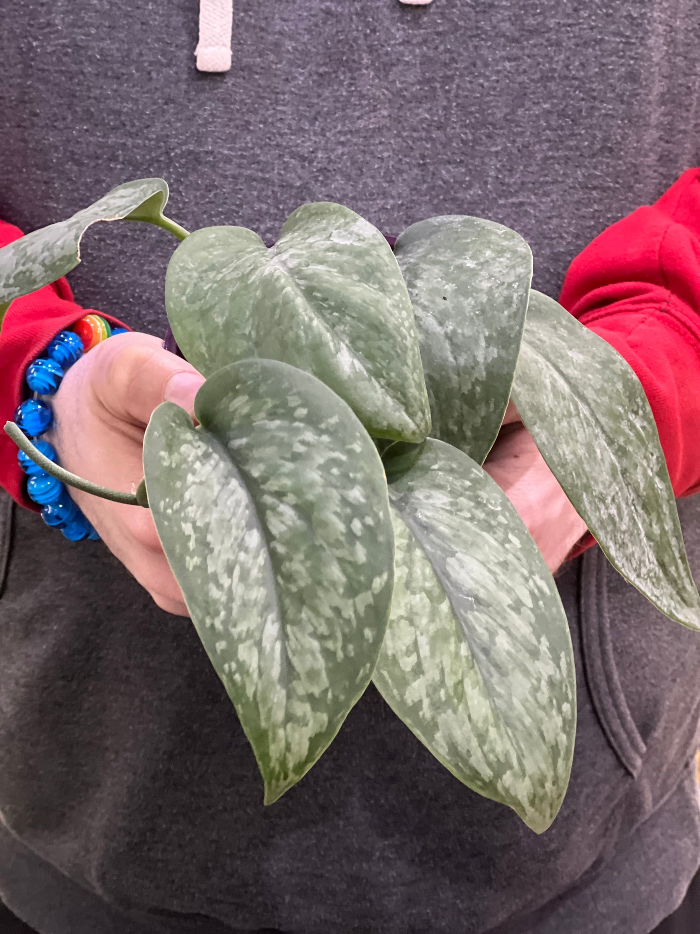 Scindapsus Mount Salak