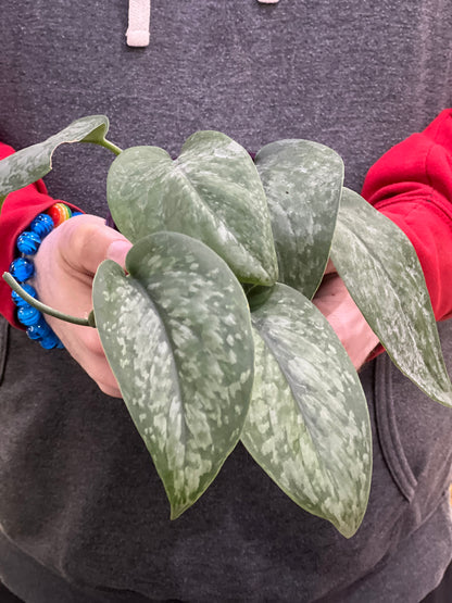 Scindapsus Mount Salak