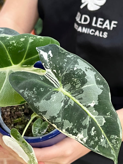 Alocasia Frydek Variegated