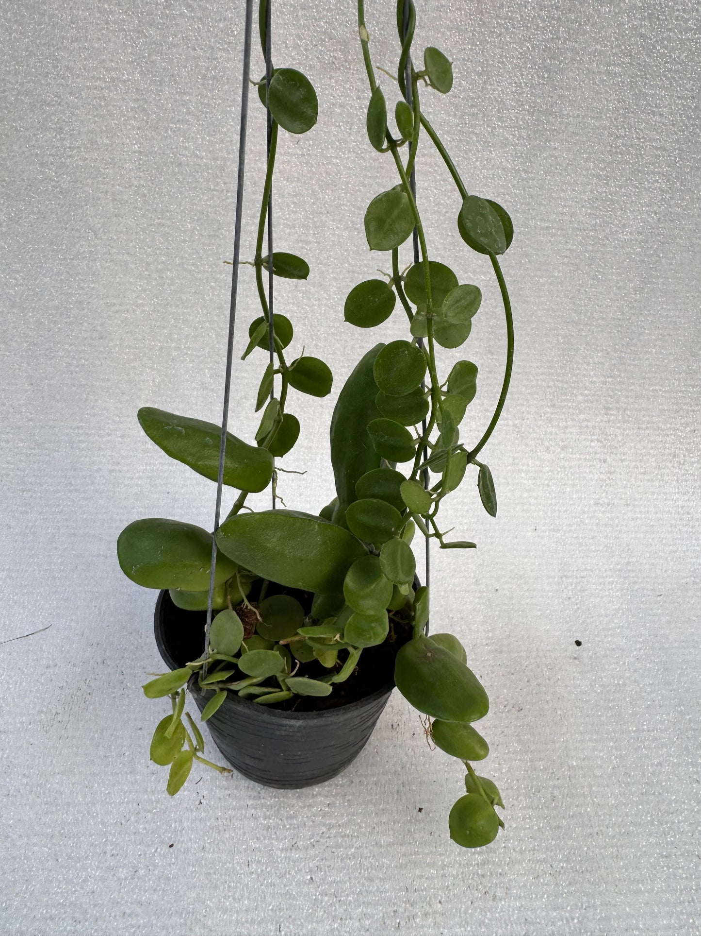 Dischidia Major (Pre-Order)