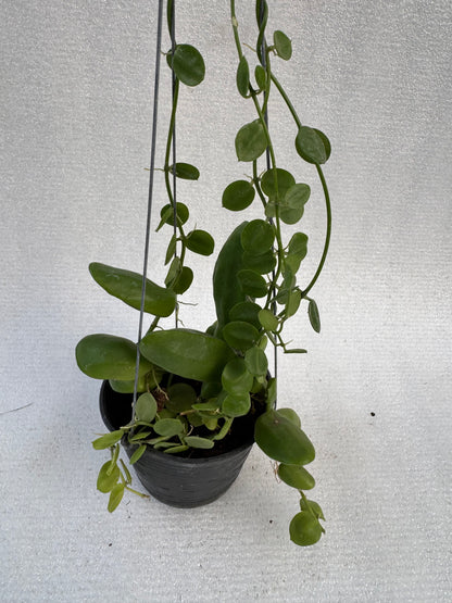 Dischidia Major (Pre-Order)