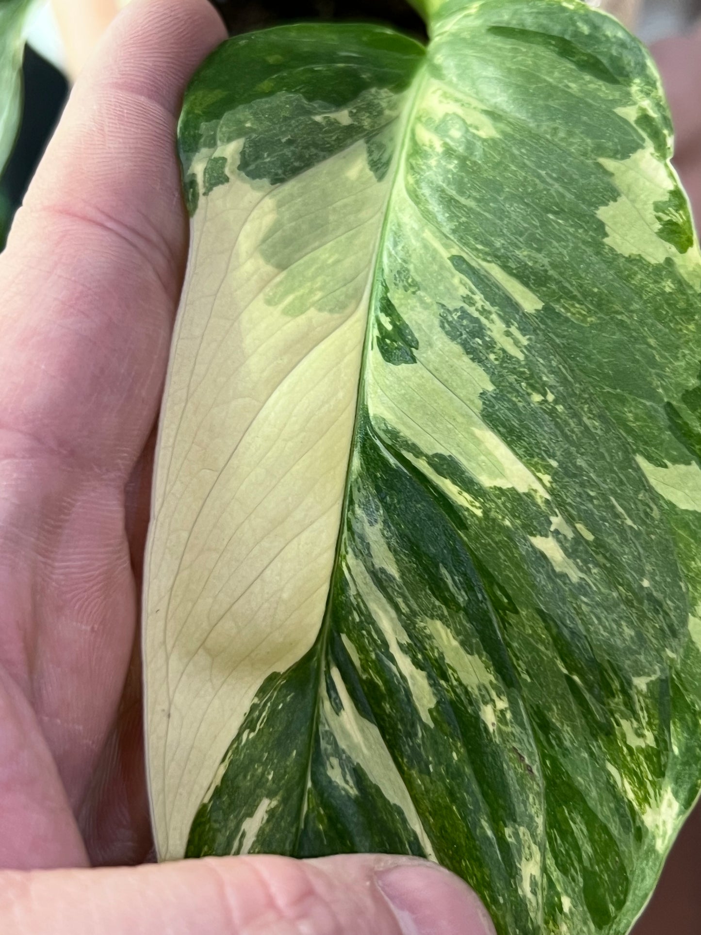 Monstera Lechleriana Variegated