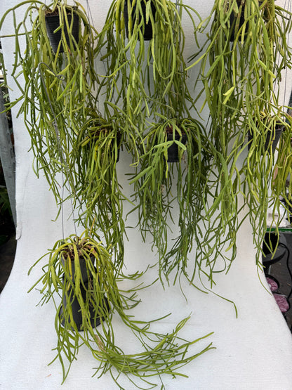 Rhipsalis Micrantha  (Pre-Order)
