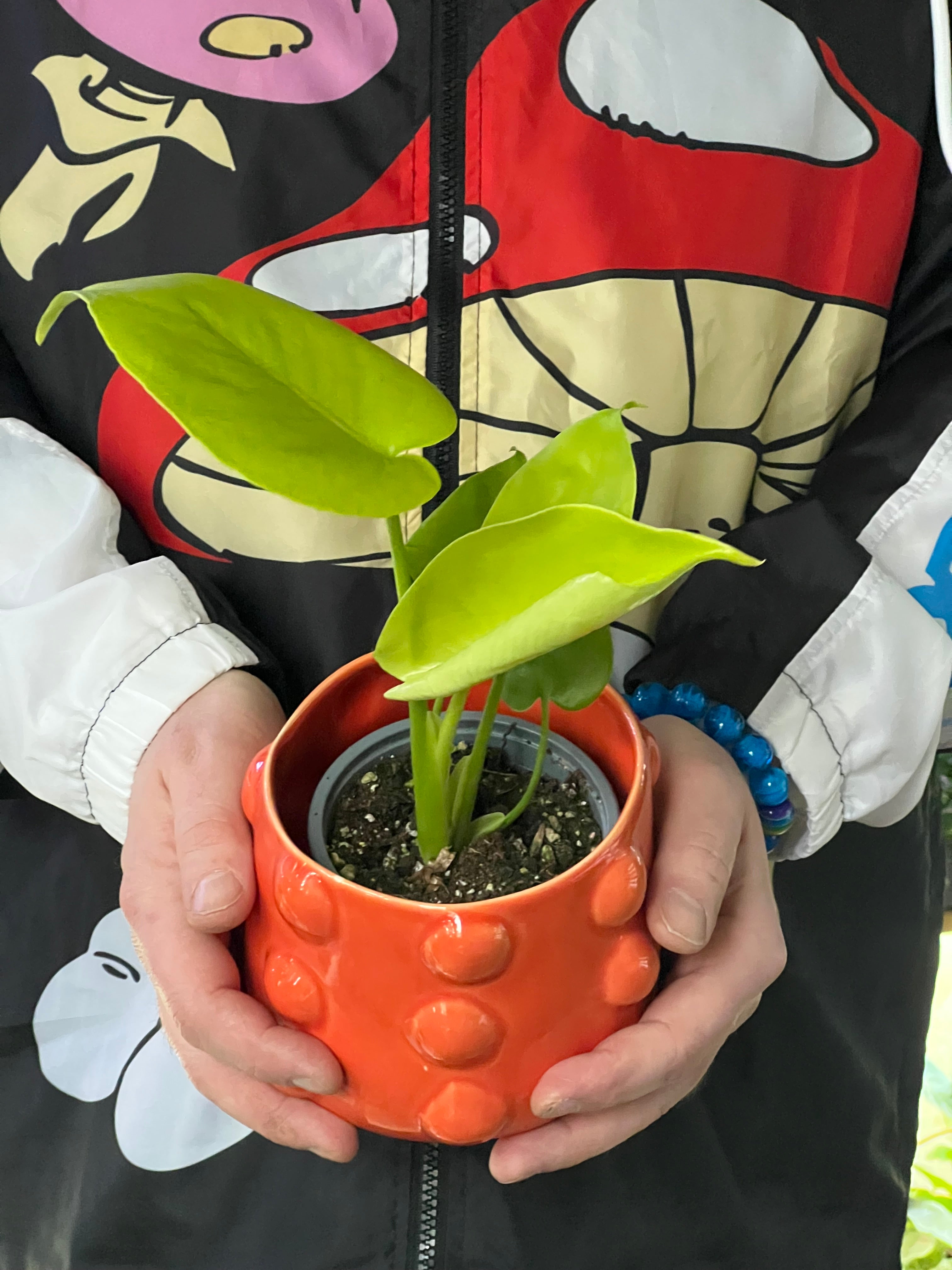 Monstera Deliciosa Care Guide: Sunlight, Watering, Soil, and More