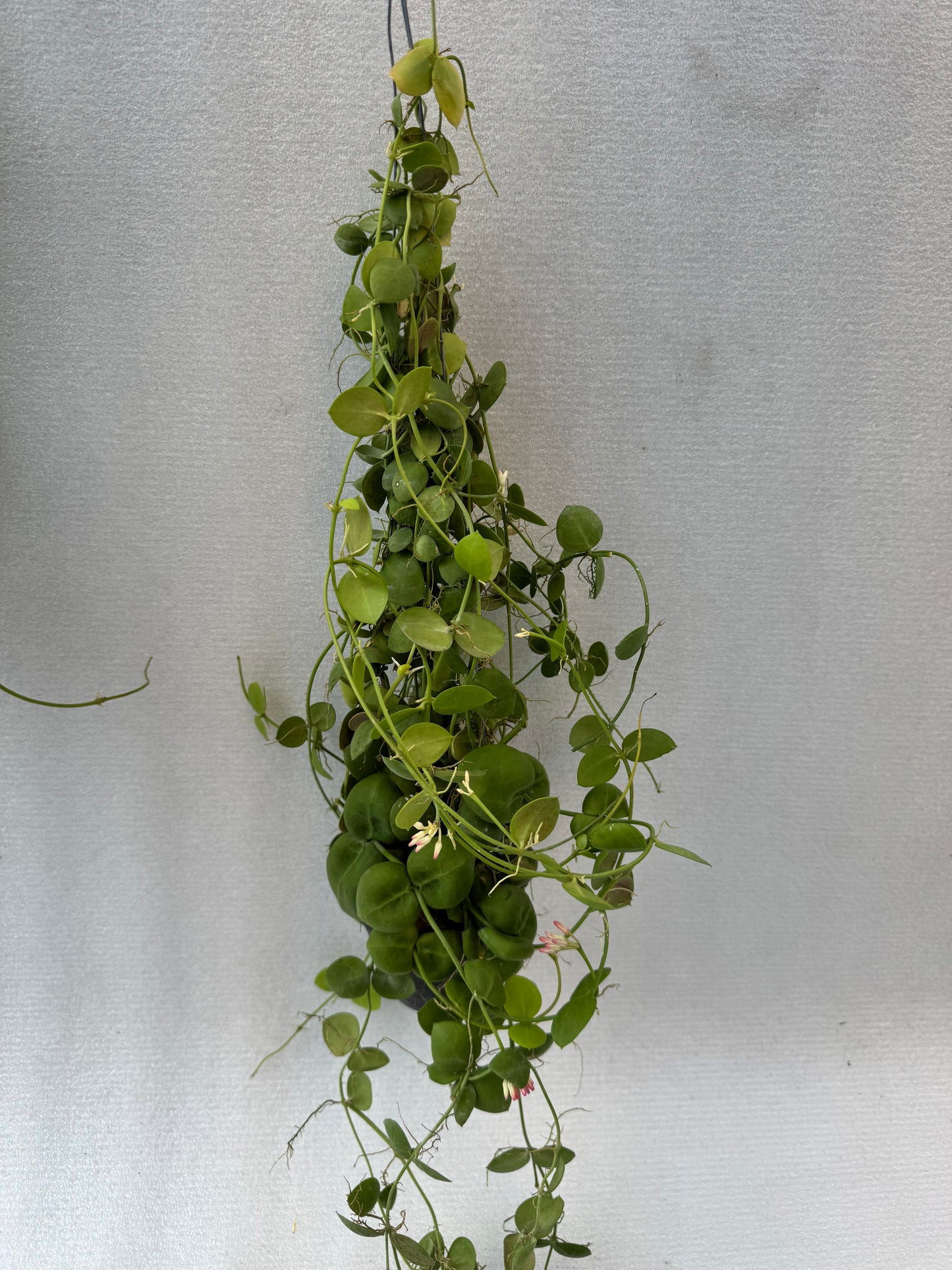 Dischidia Pectinoides (Pre-Order)