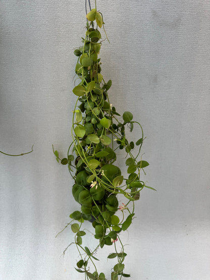 Dischidia Pectinoides (Pre-Order)