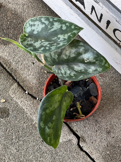 Scindapsus Black Mamba