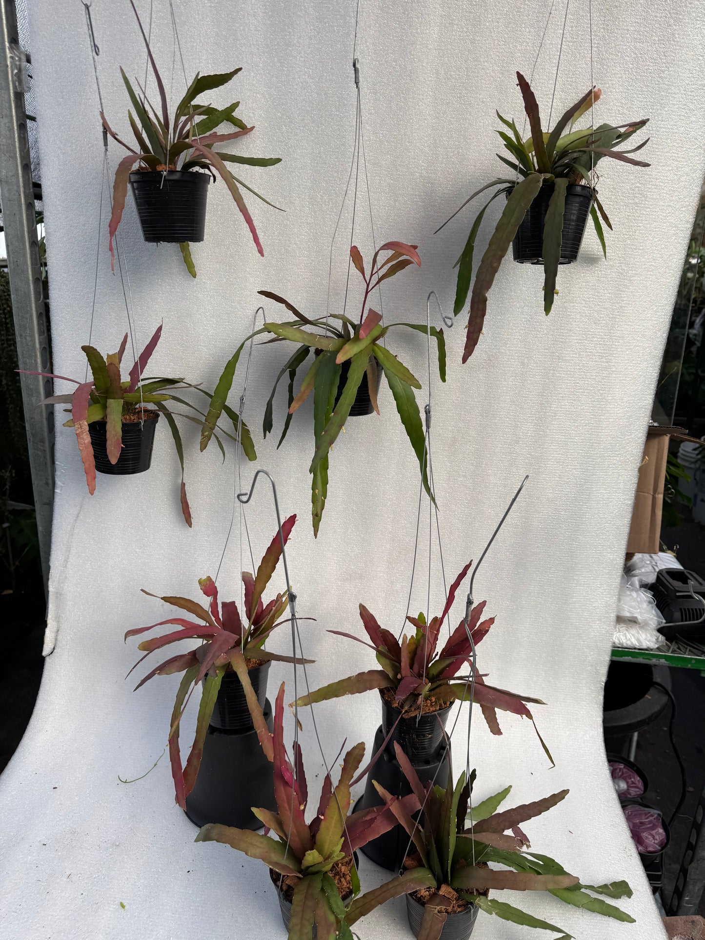 Rhipsalis Ramulosa  (Pre-Order)