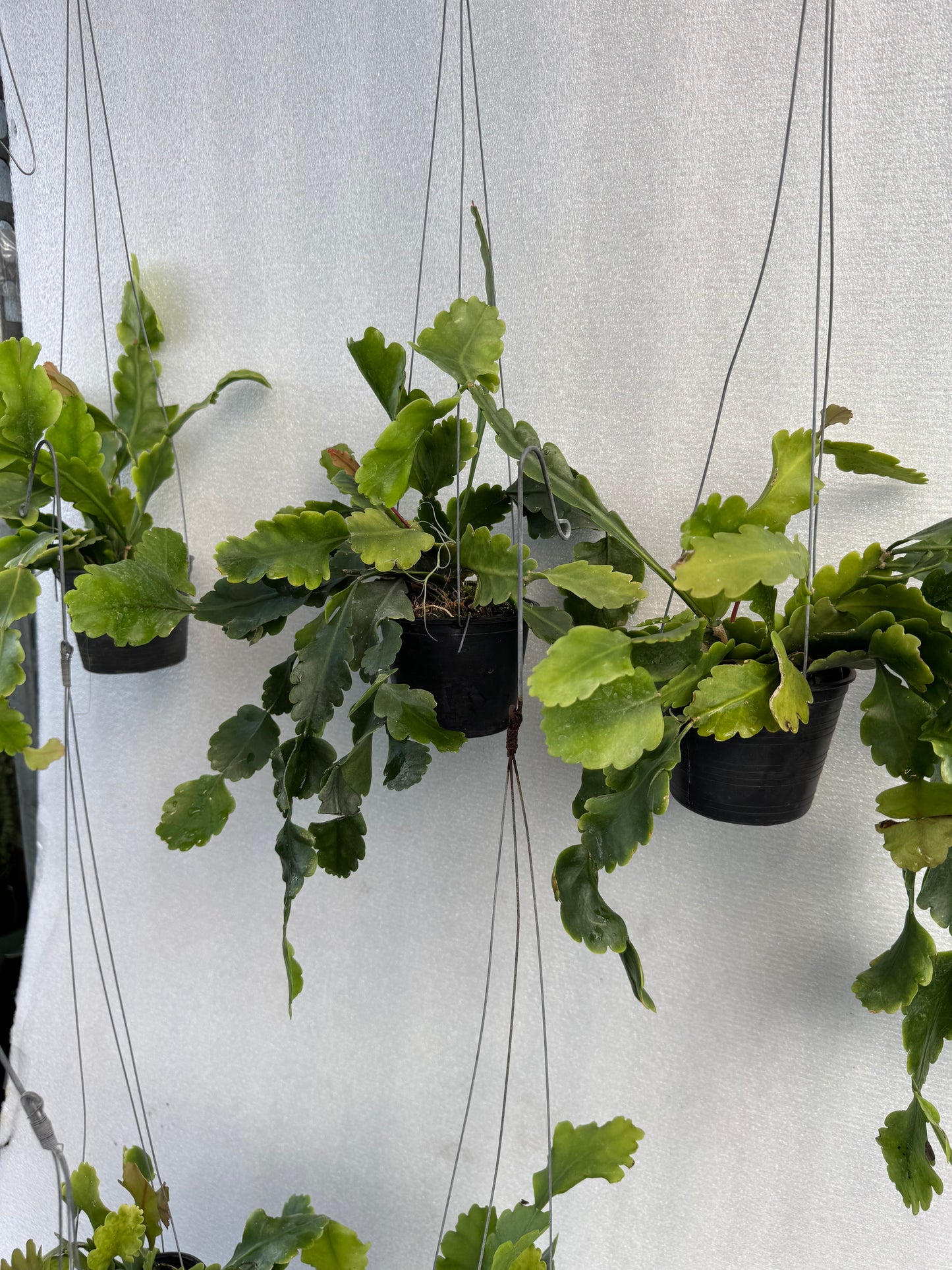 Rhipsalis Oblonga  (Pre-Order)