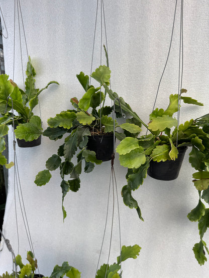 Rhipsalis Oblonga  (Pre-Order)