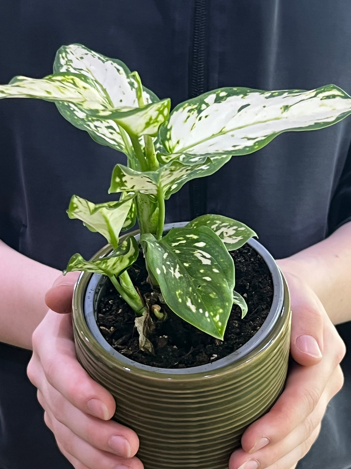 Aglaonema Super  White