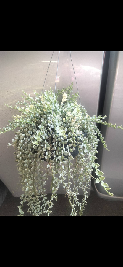 Dischidia Million Hearts Variegated (Pre-Order)