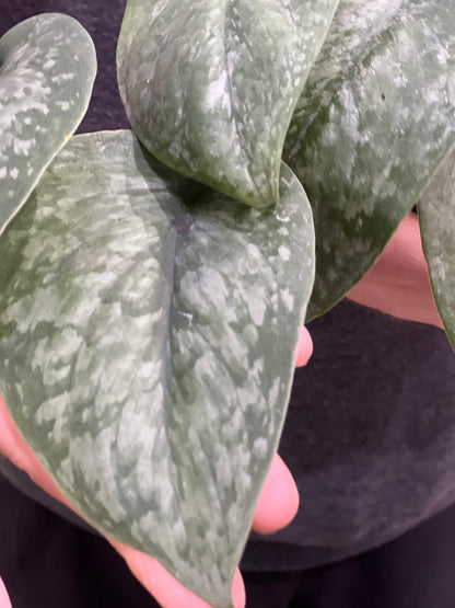 Scindapsus Mount Salak