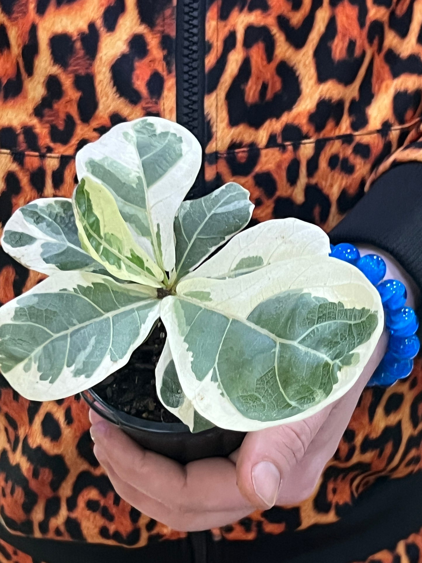 Ficus Lyrata Variegated Fiddle Leaf Fig