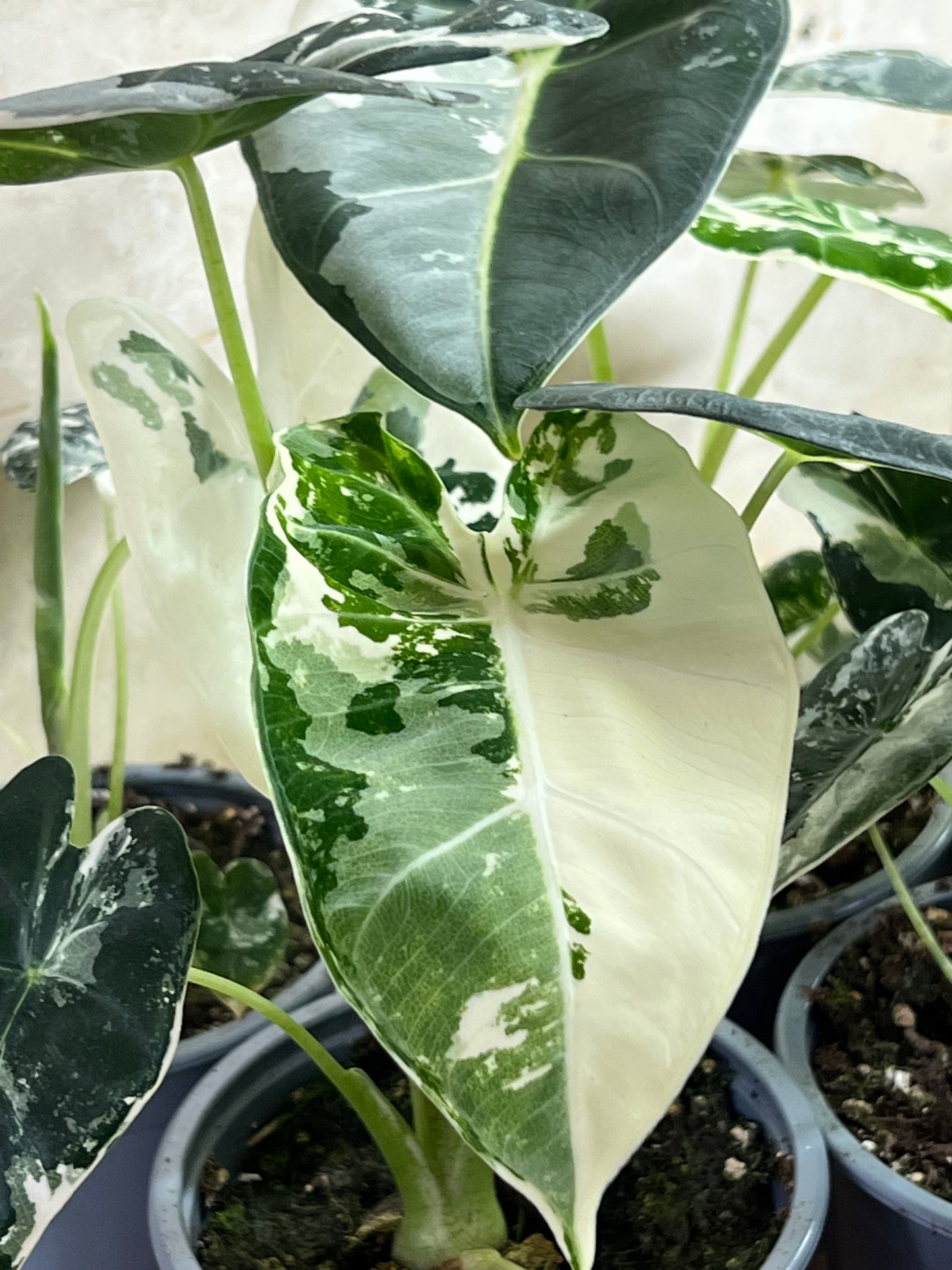 Alocasia Frydek Variegated