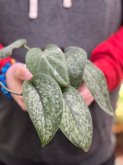 Scindapsus Mount Salak