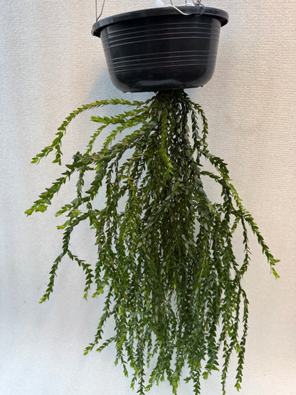 Huperzia Plegmaria Hybrid (Pre-Order)