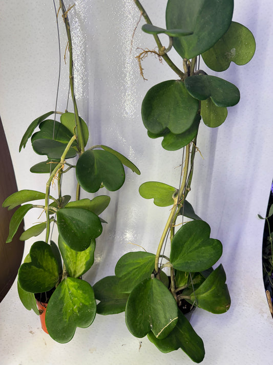 Hoya Kerrii Reverse Variegata (Pre-Order)