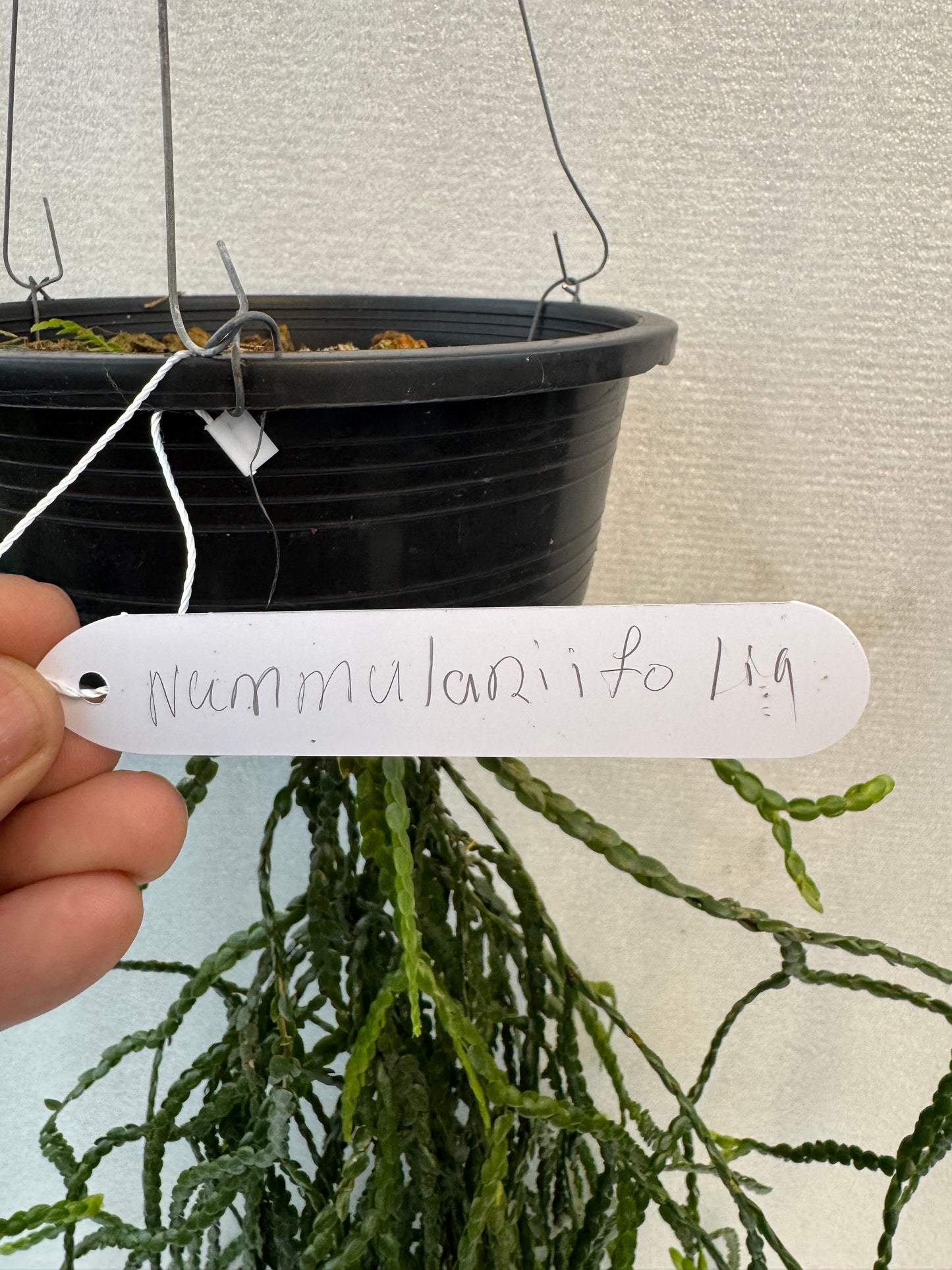 Huperzia Nummulariifolia (Pre-Order)