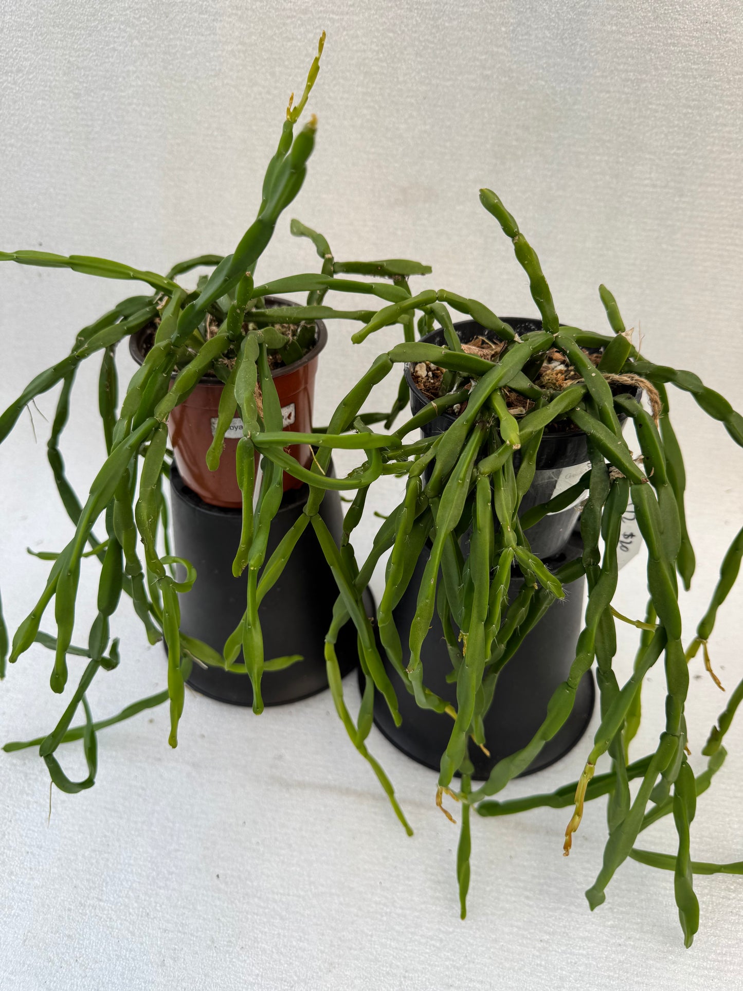 Rhipsalis Paradoxa Minor (Pre-Order)