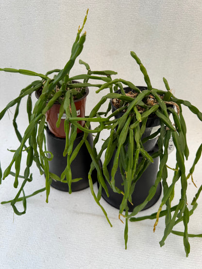 Rhipsalis Paradoxa Minor (Pre-Order)