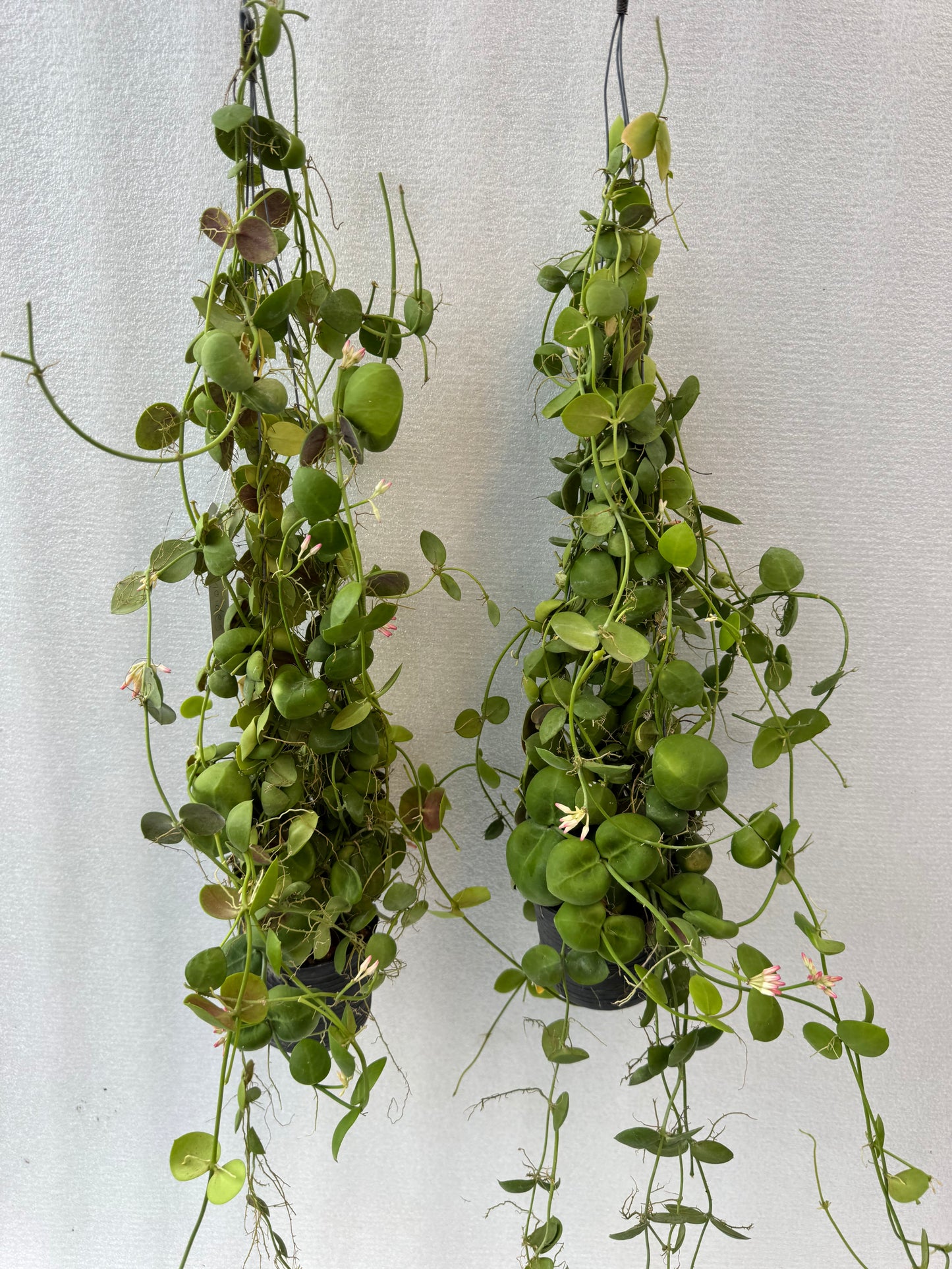 Dischidia Pectinoides (Pre-Order)