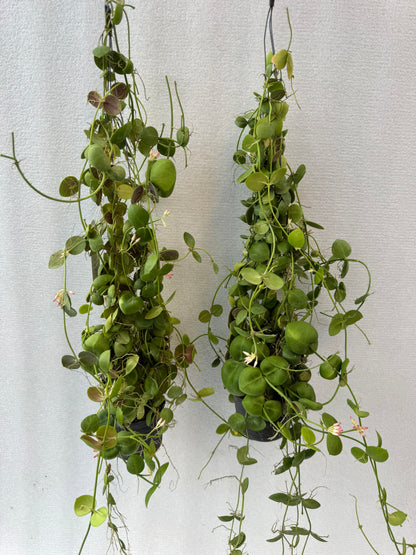 Dischidia Pectinoides (Pre-Order)