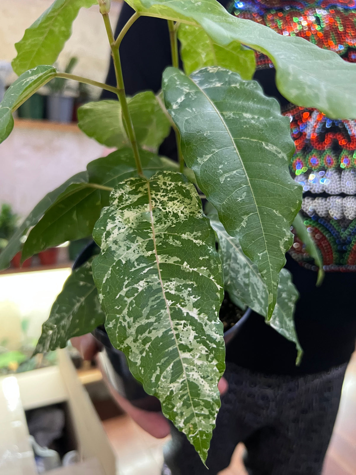 Ficus CottonColour