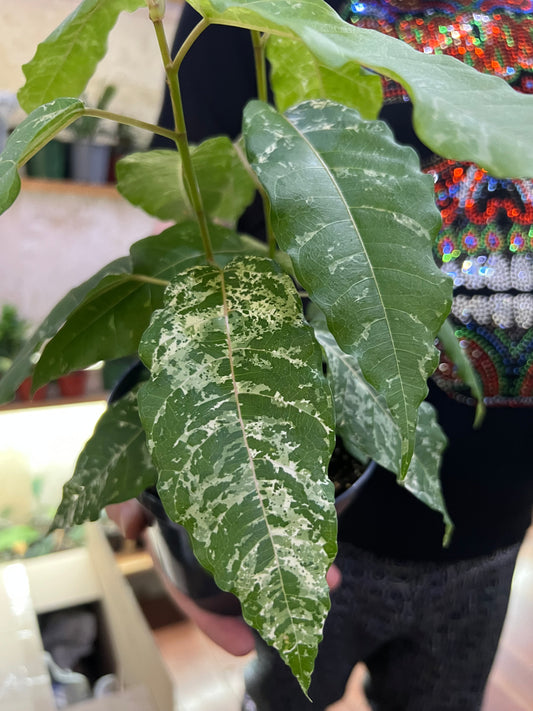 Ficus CottonColour