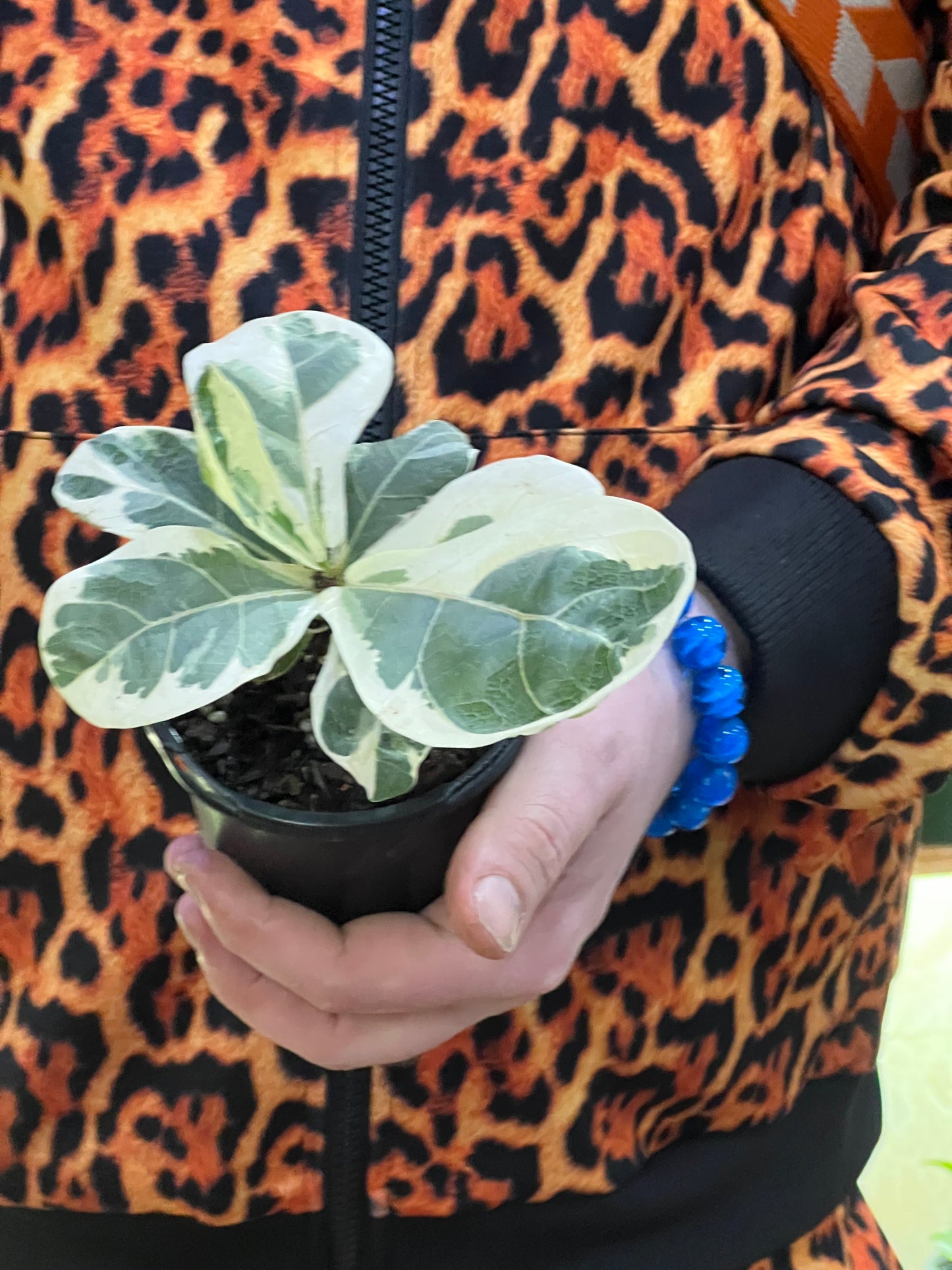 Ficus Lyrata Variegated Fiddle Leaf Fig