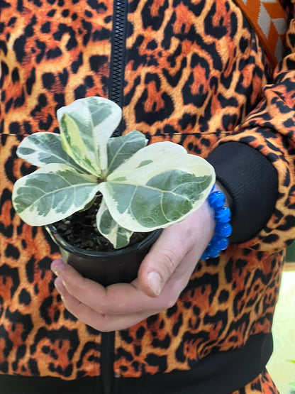 Ficus Lyrata Variegated Fiddle Leaf Fig