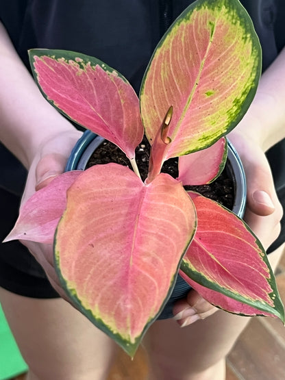 Aglaonema Pink Valentine