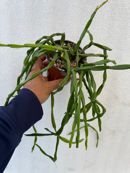 Rhipsalis Paradoxa Minor (Pre-Order)