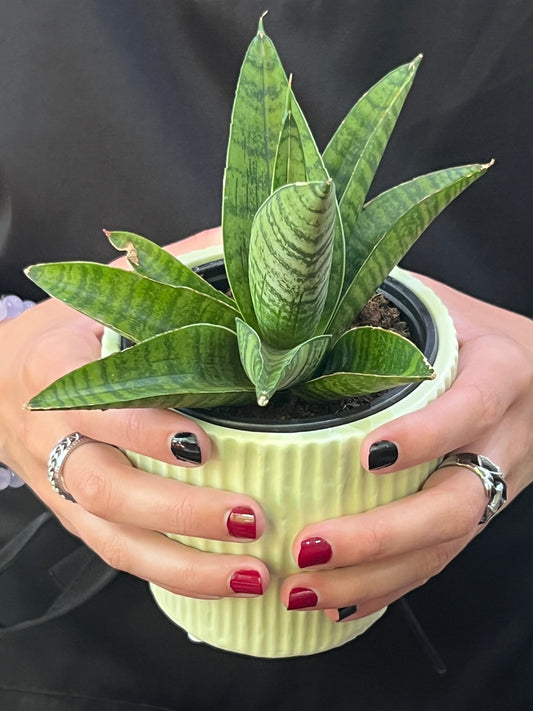 Sansevieria Indo Hybrid