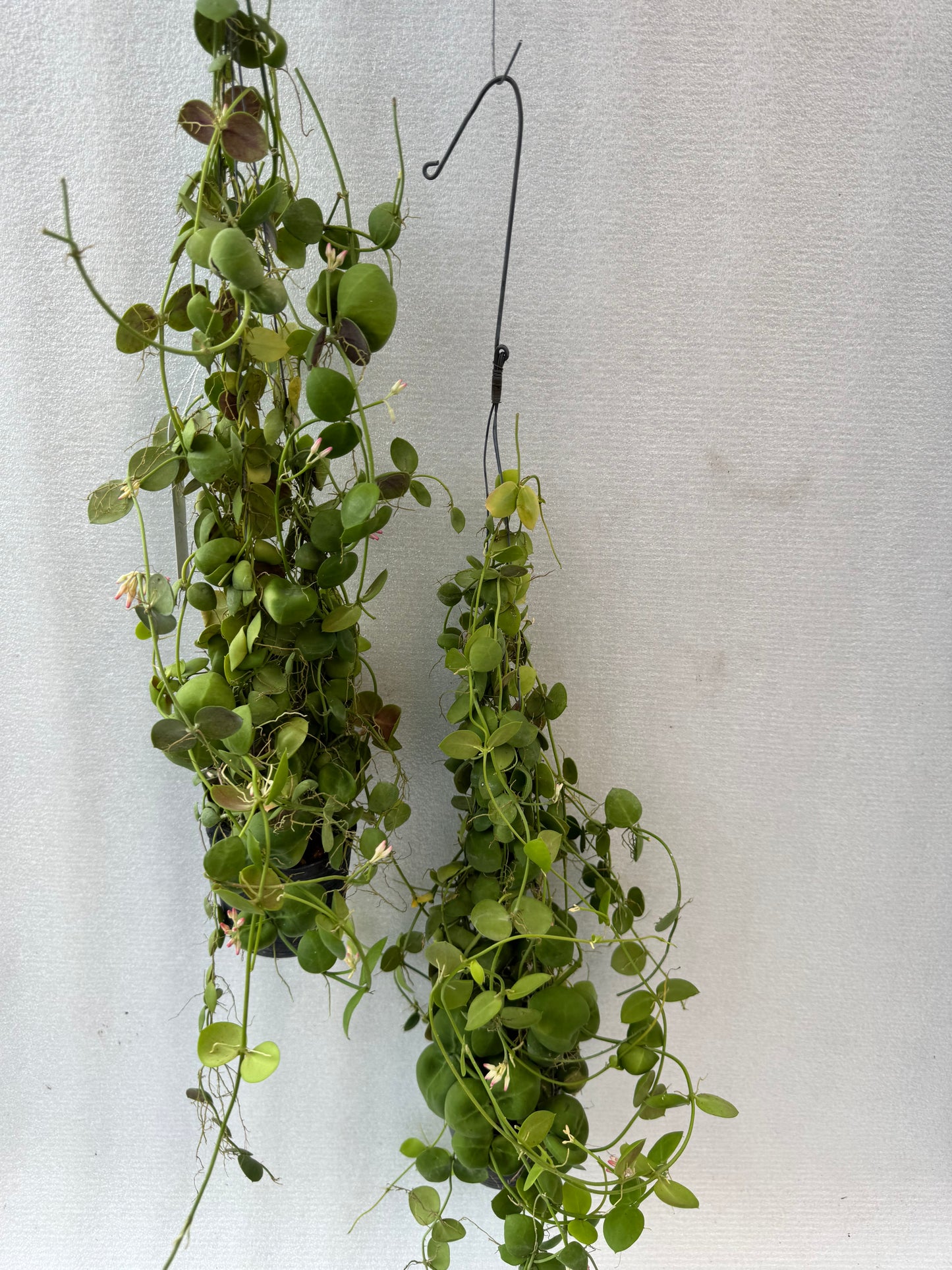 Dischidia Pectinoides (Pre-Order)