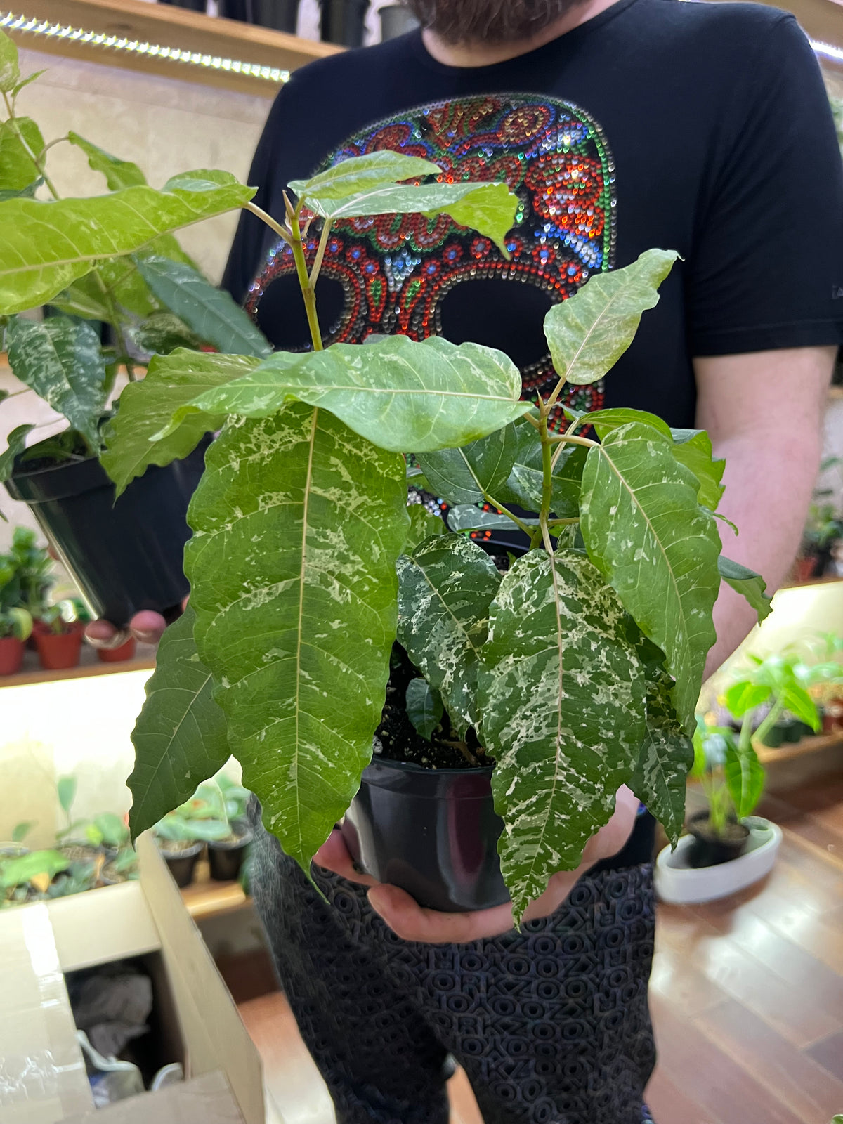 Ficus CottonColour