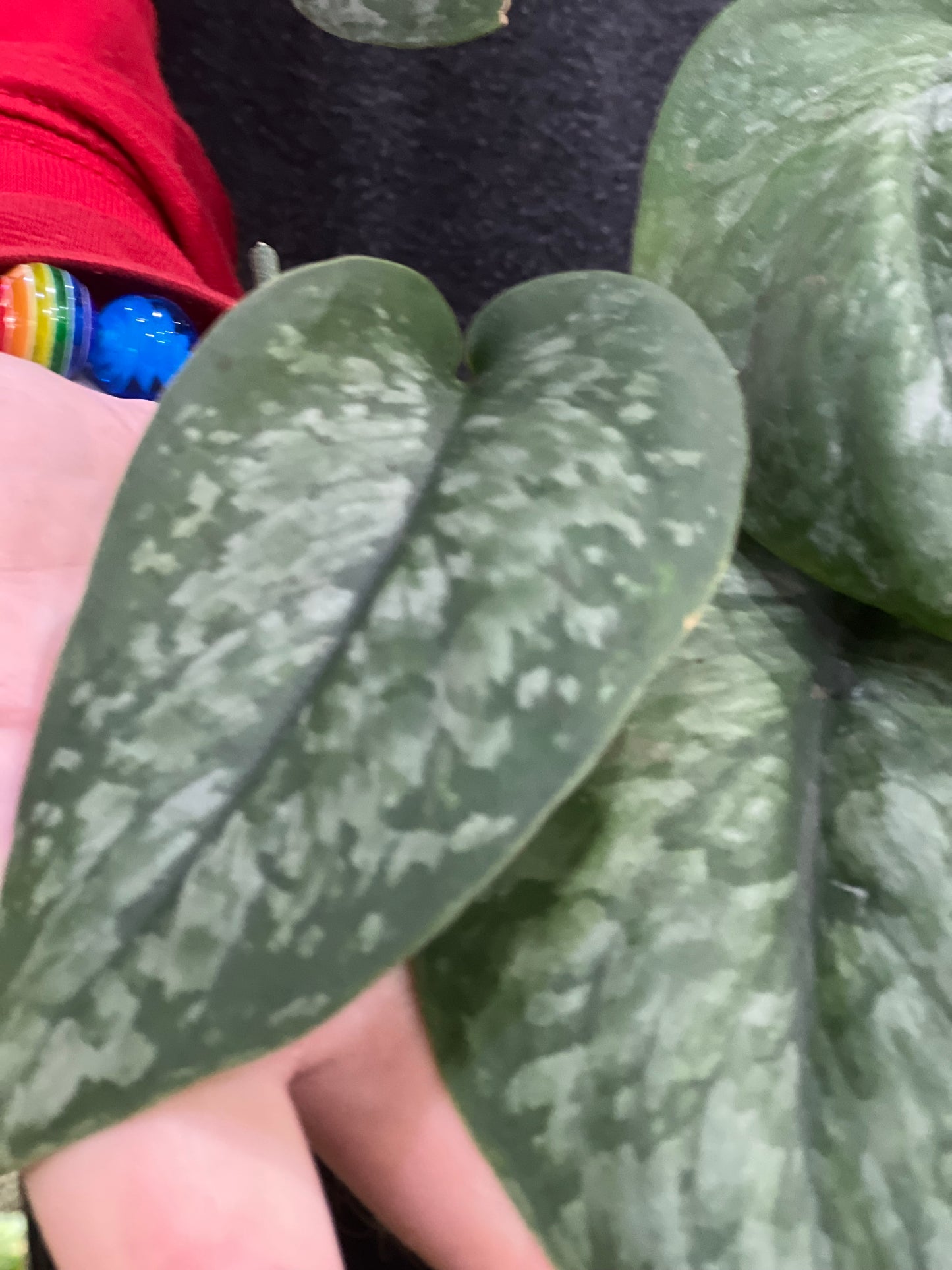 Scindapsus Mount Salak