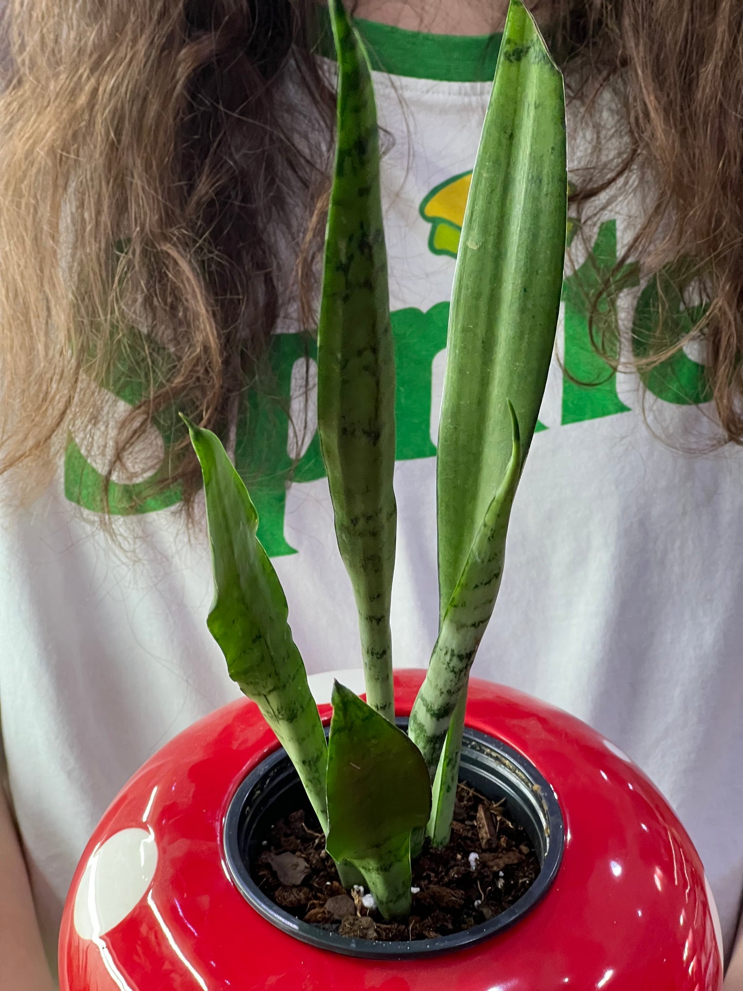 Sansevieria Silver Streak