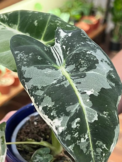 Alocasia Frydek Variegated