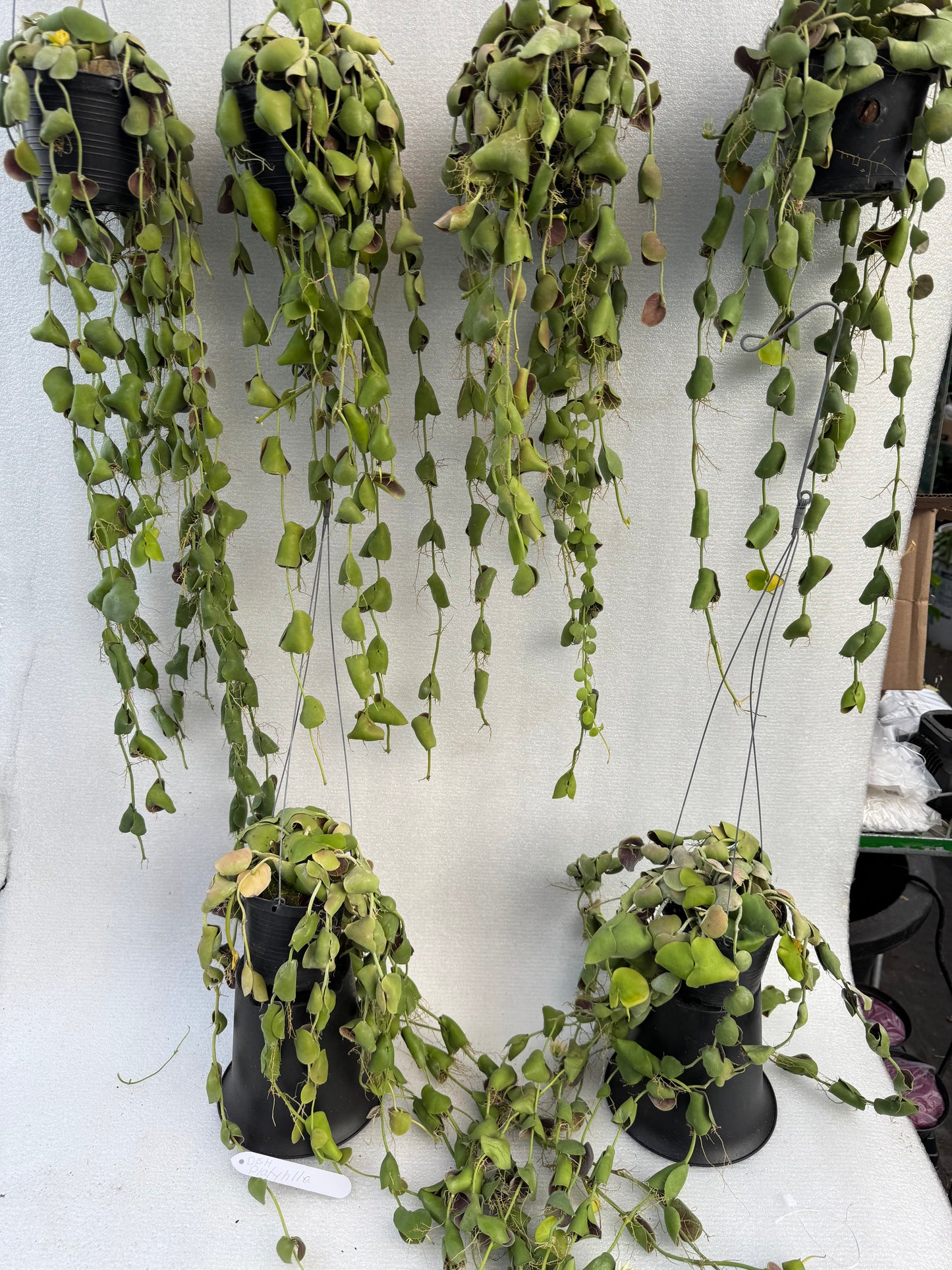 Dischidia Platyphylla (Pre-Order)