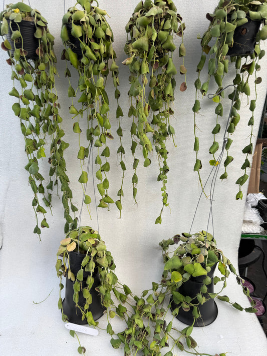 Dischidia Platyphylla (Pre-Order)