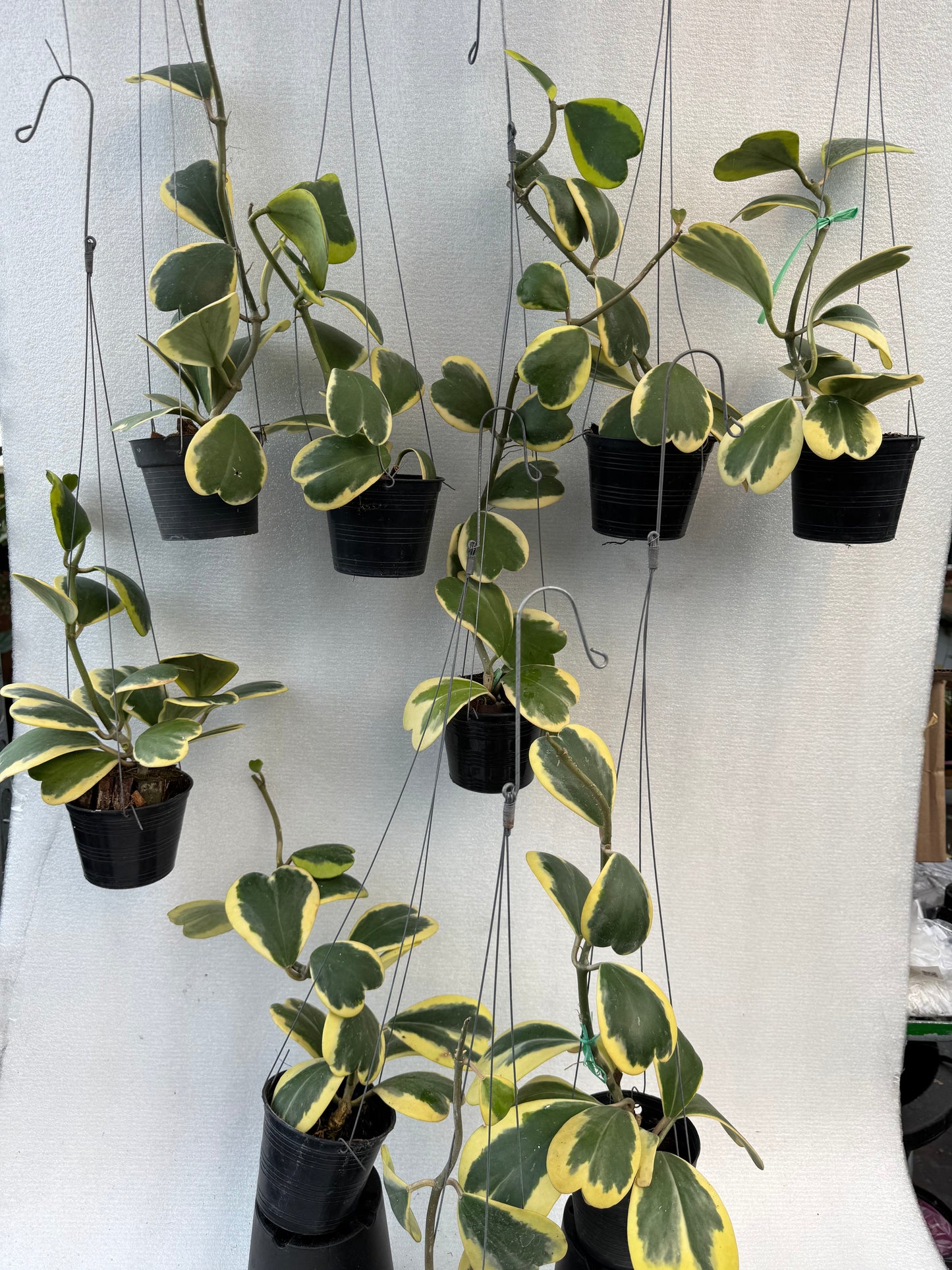 Hoya Kerrii Variegata (Pre-Order)
